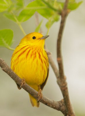 Yellow Warbler, male