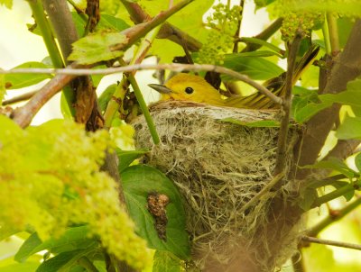 Yellow Warbler, female on nest