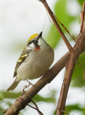 Chestnut-sided Warbler, female, gathering nesting material