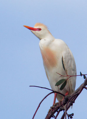 Cattle Egret, breeding plumage