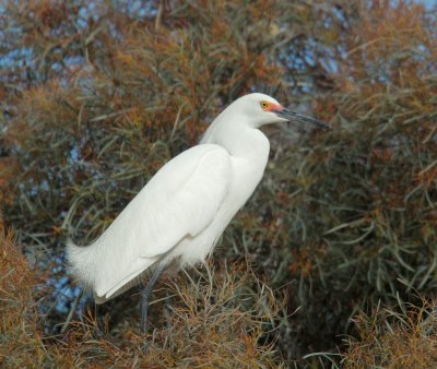 Snowy Egret, breeding plumage