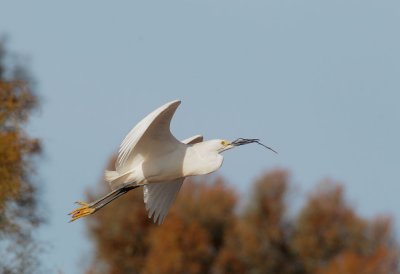 Snowy Egret, carrying nesting material