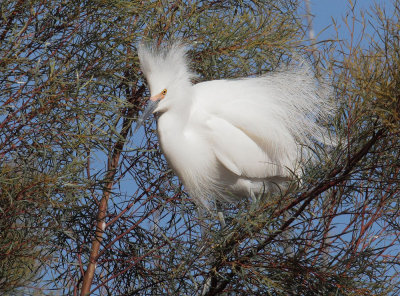 Snowy Egret, flaring plumes