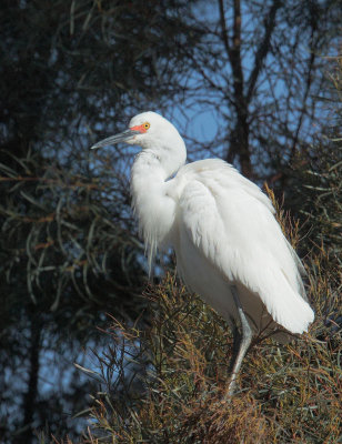 Snowy Egret, breeding plumage