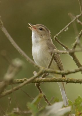 Warbling Vireo, singing male