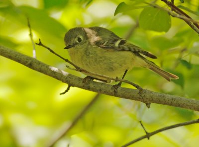 Ruby-crowned Kinglet