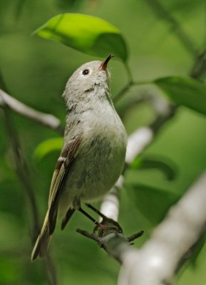 Ruby-crowned Kinglet