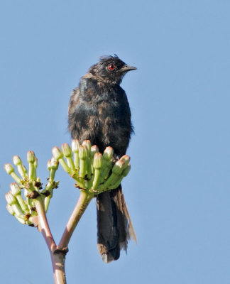 Phainopepla, molting first-cycle male