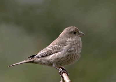 House Finch, female