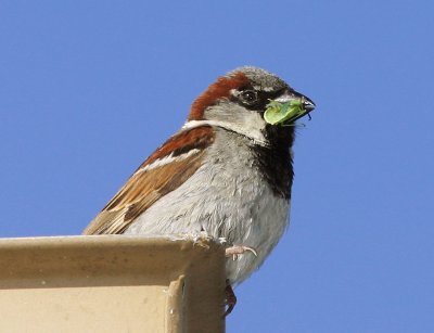 House Sparrow, male carrying food