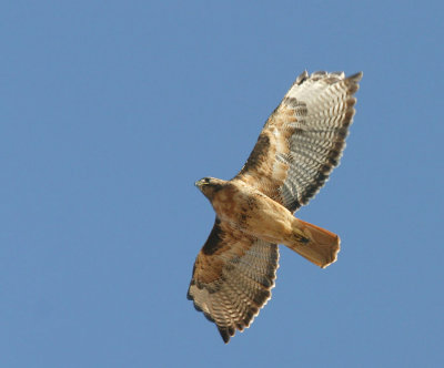 Red-tailed Hawk, adult