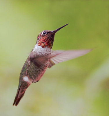 Anna's Hummingbird, male flying