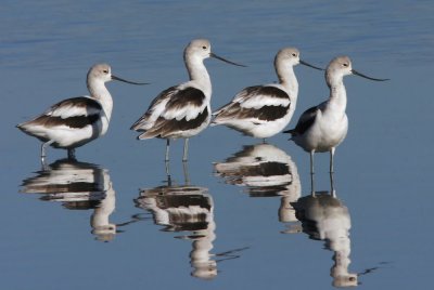 American Avocets, winter plumage