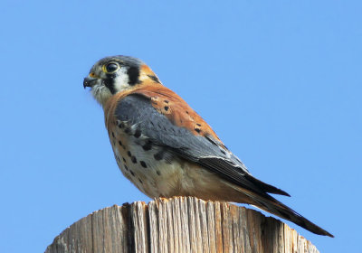 American Kestrel, male