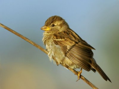 House Sparrow, female