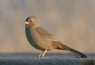 California Towhees