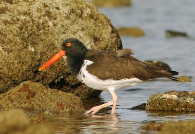 American Oystercatchers