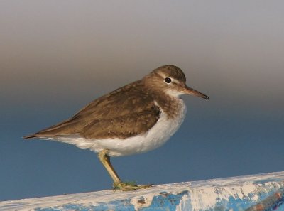 Spotted Sandpiper