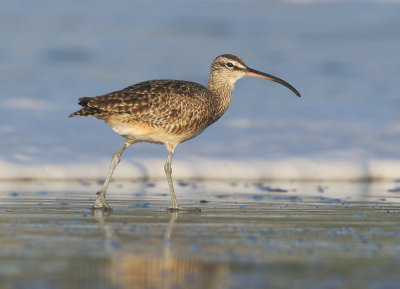 Whimbrel