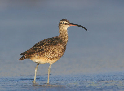 Whimbrels