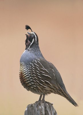 California Quail, male