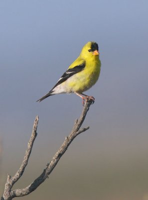 American Goldfinch, singing male