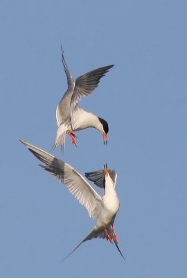 Forster's Terns