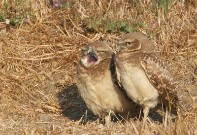 Birds -- Burrowing Owls, Shoreline Park, August 2005