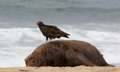 Turkey Vulture, on dead sea lion