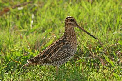 Wilson's Snipe