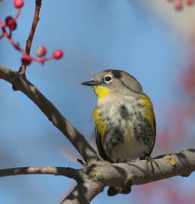 Yellow-rumped Warbler. Audubon's