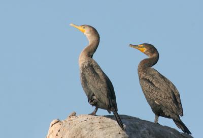 Double-crested Cormorants, juvenile and adult