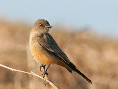 Say's Phoebe