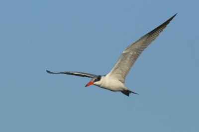 Caspian Tern