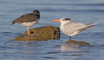 American Oystercatcher and Royal Tern