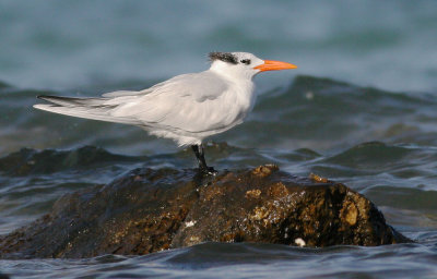 Royal Tern