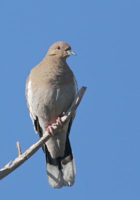 White-winged Dove