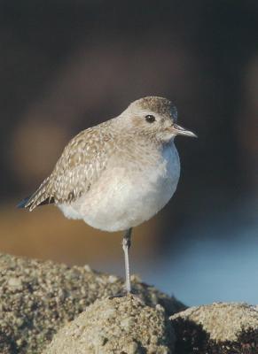 Black-bellied Plover