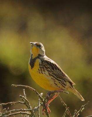 Western Meadowlark