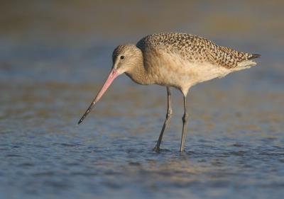 Marbled Godwit