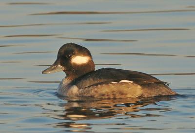 Bufflehead, female