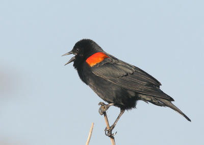 Red-winged Blackbird, bicolored male