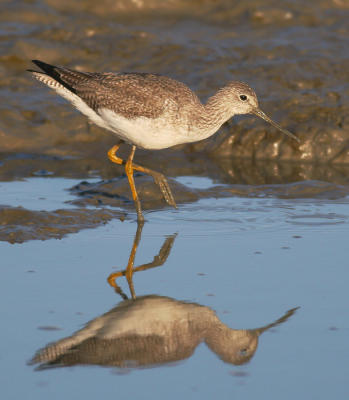 Greater Yellowlegs