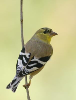 American Goldfinch, molting male