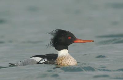 Red-breasted Merganser, male