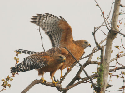 Red-shouldered Hawks, pair