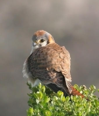 American Kestrel, female