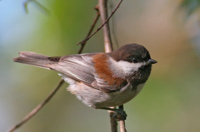 Chestnut-backed Chickadee