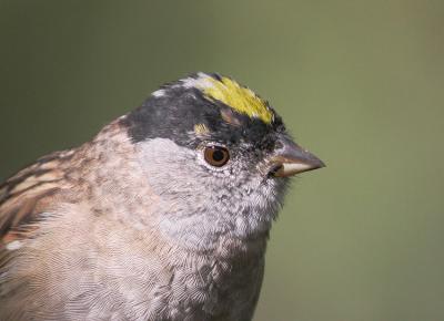Golden-crowned Sparrow, breeding plumage