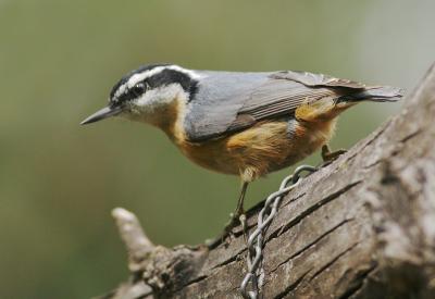 Red-breasted Nuthatch, male